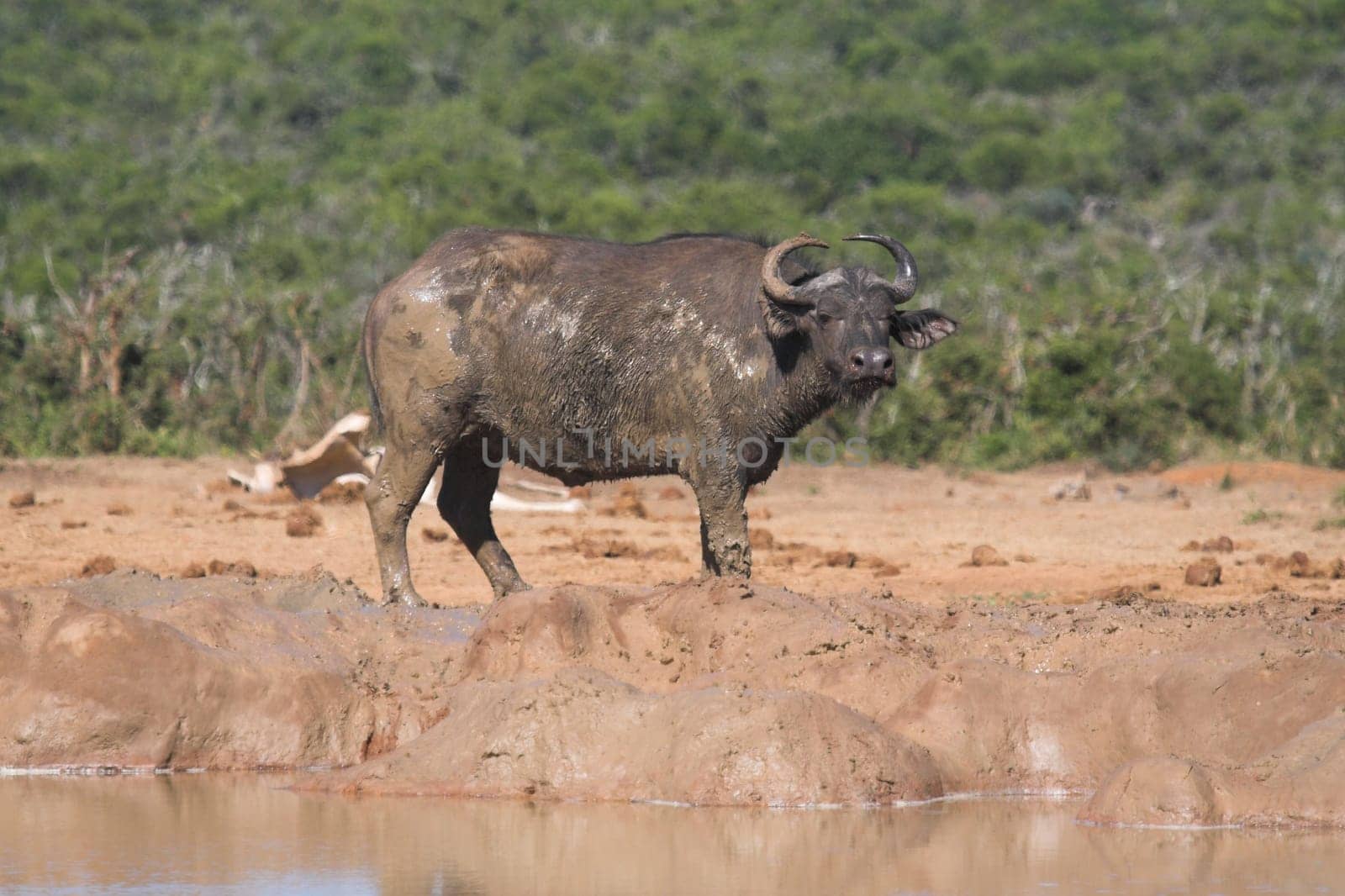 Muddy Buffalo