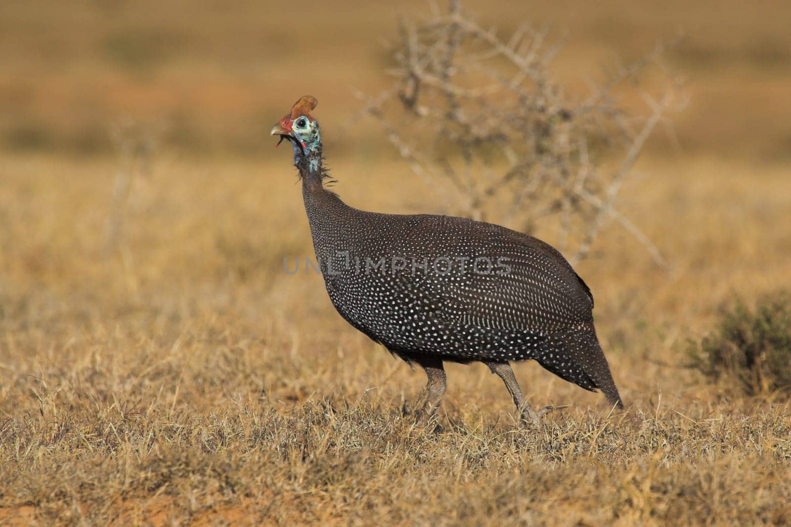 Guinea Fowl