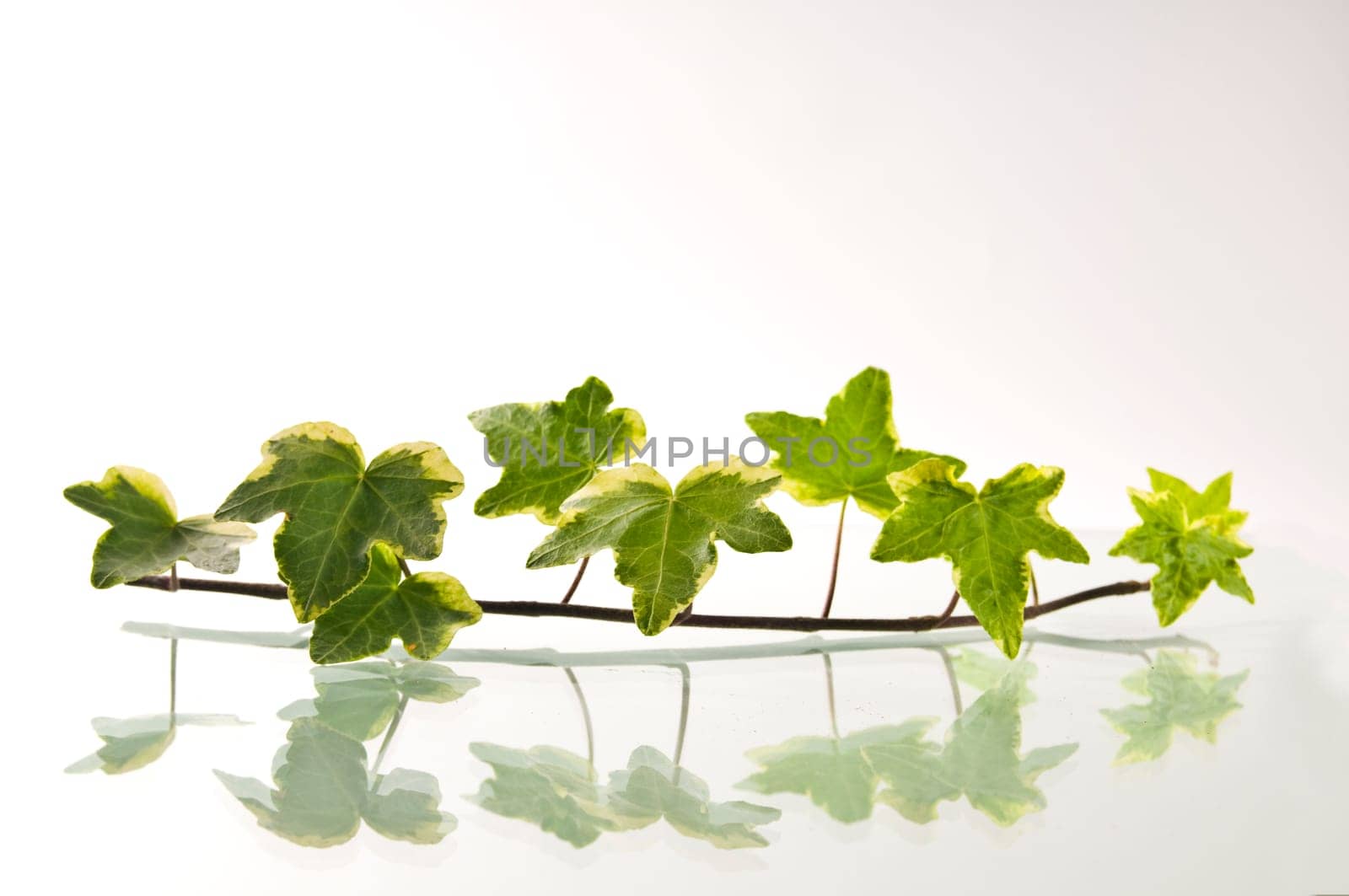 Branch with reflection