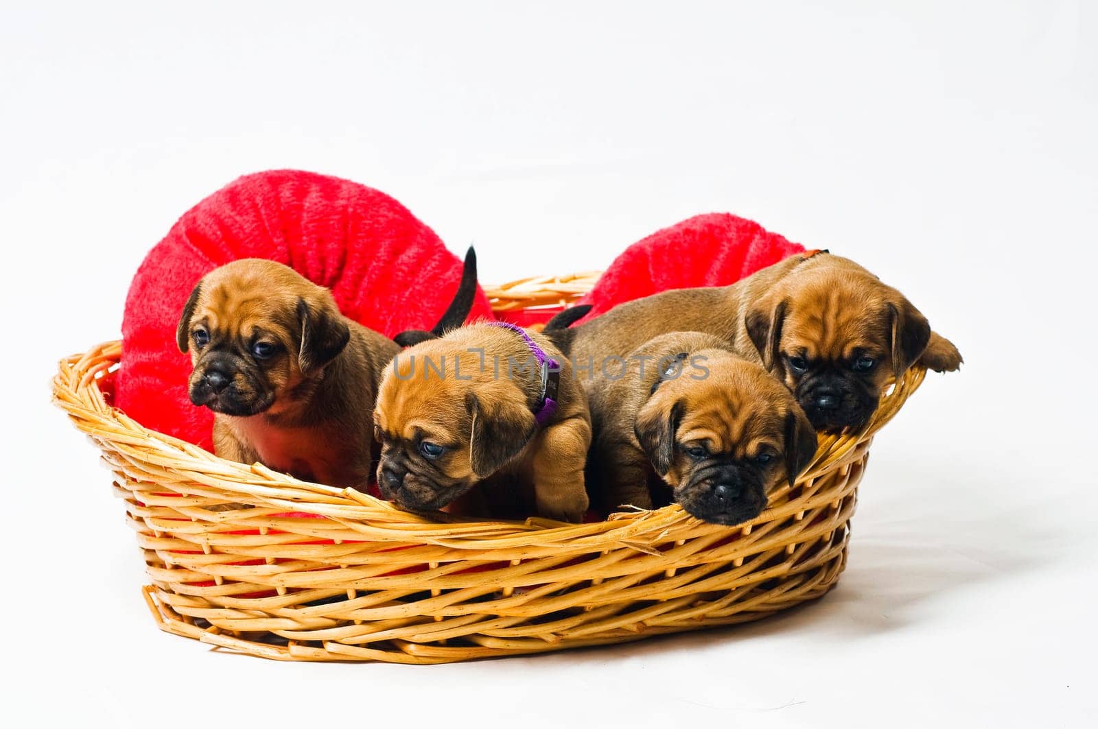 Puggle puppy in basket at 3.5 weeks on white background