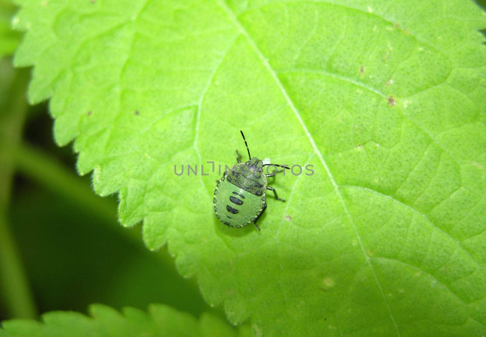 Young stink bug on green leaf