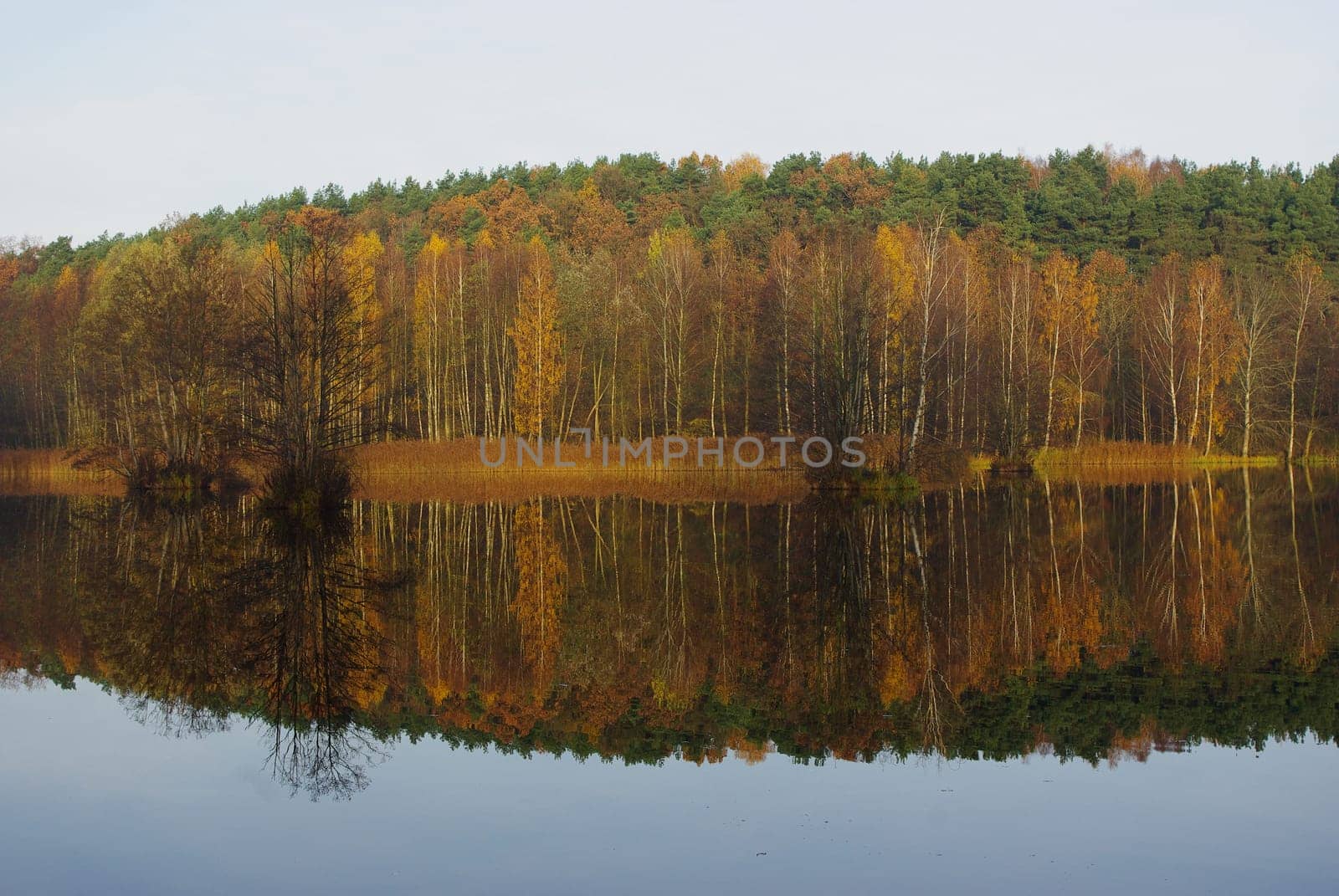 COLOR OF NATURE