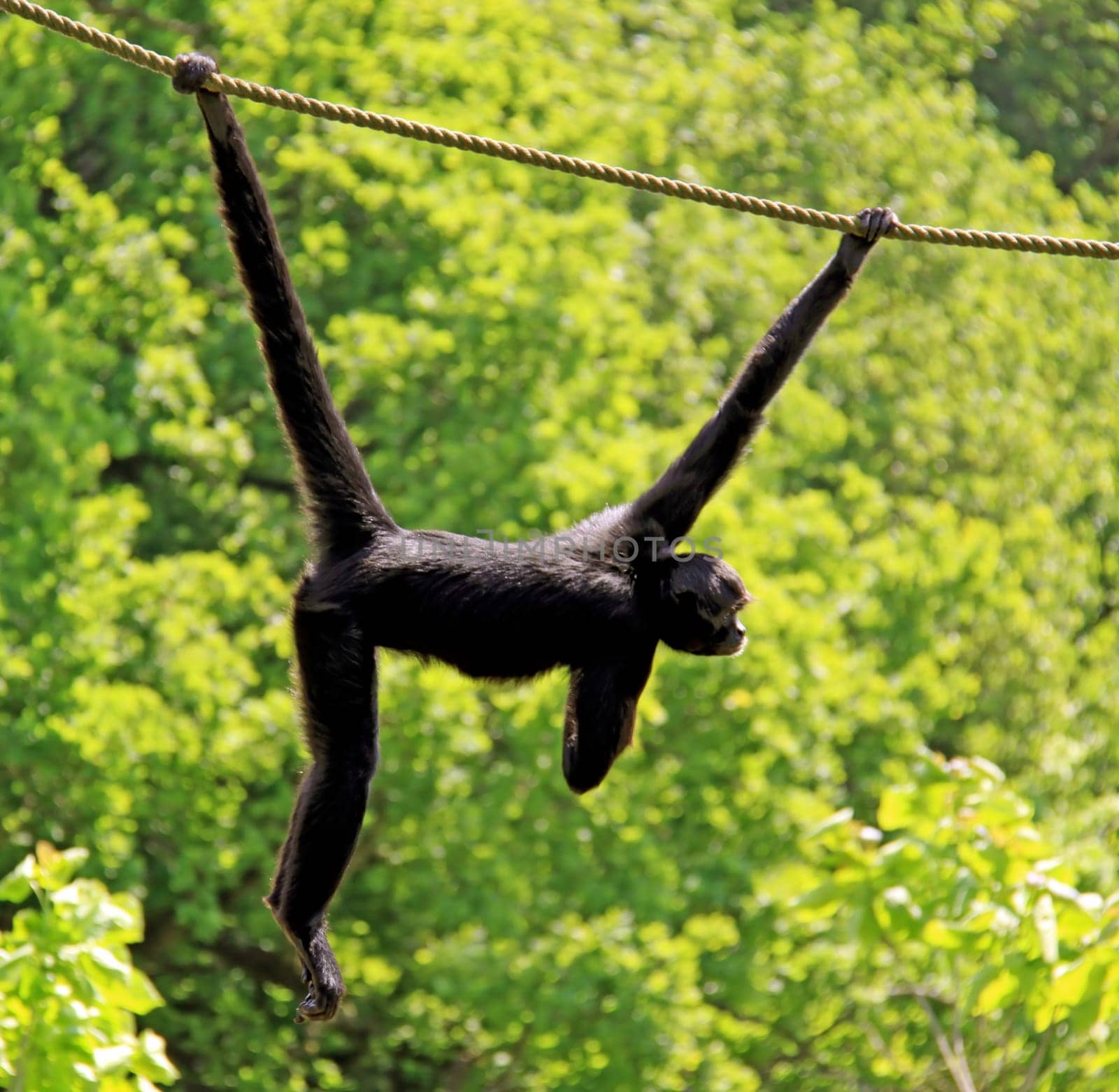 Ateles fusciceps robustus The prehensile tail – the 5th hand
