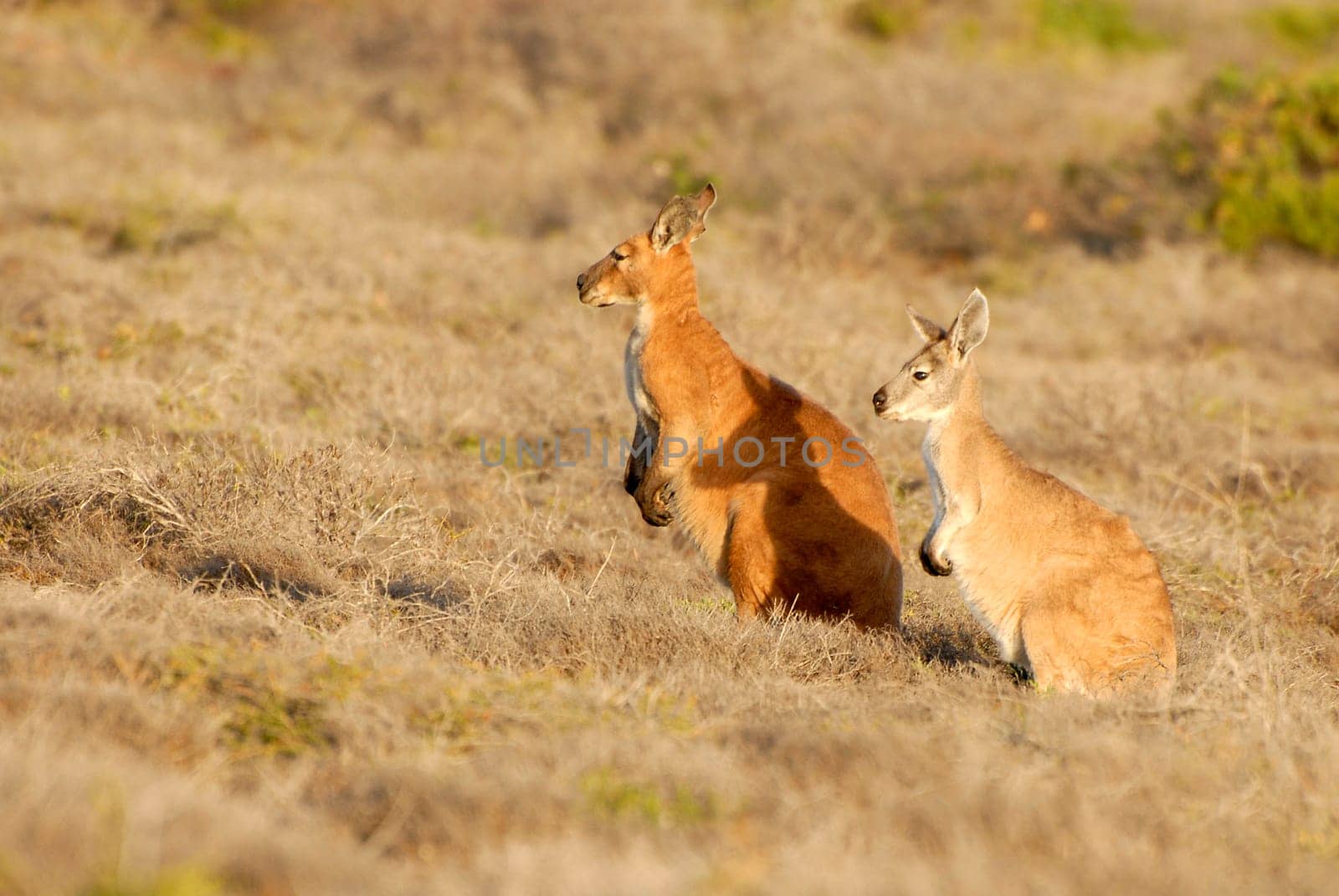 Kangaroos