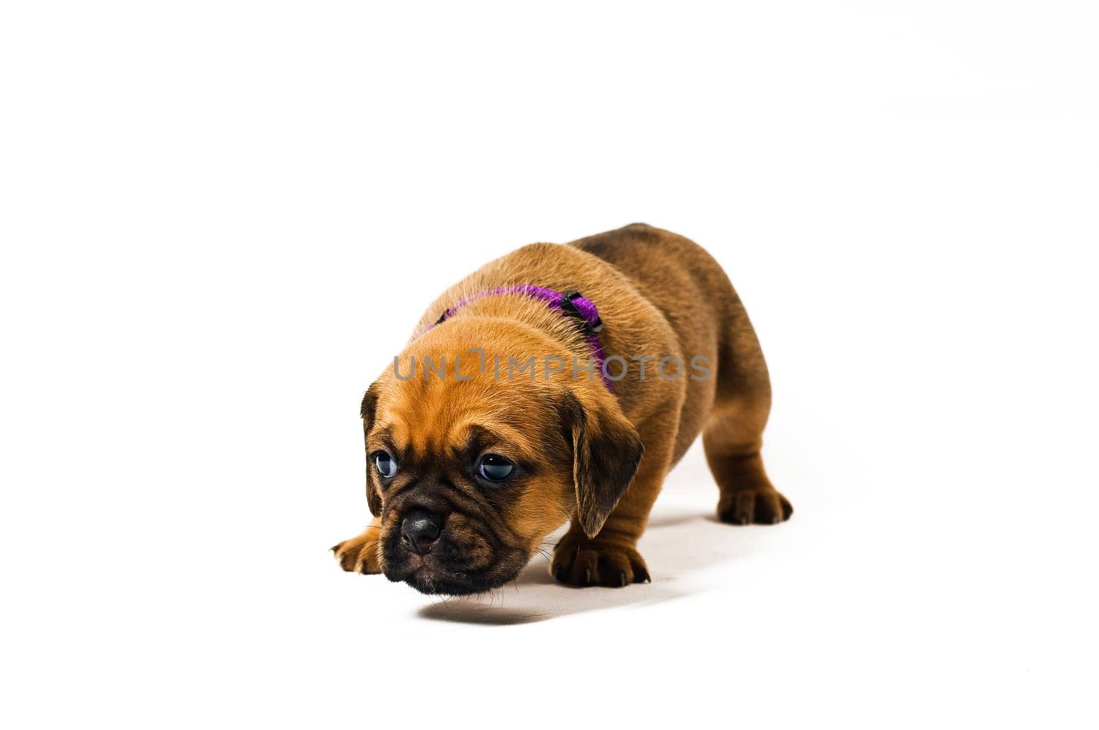 Puggle puppies,3.5 weeks