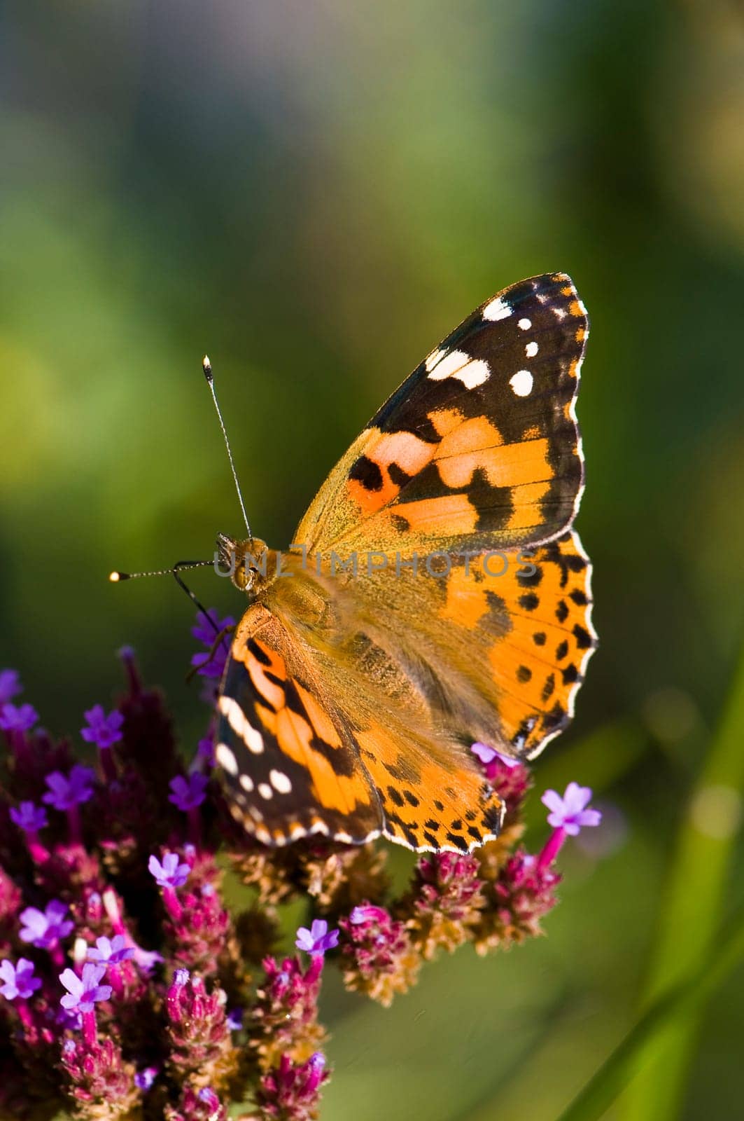 Painted lady