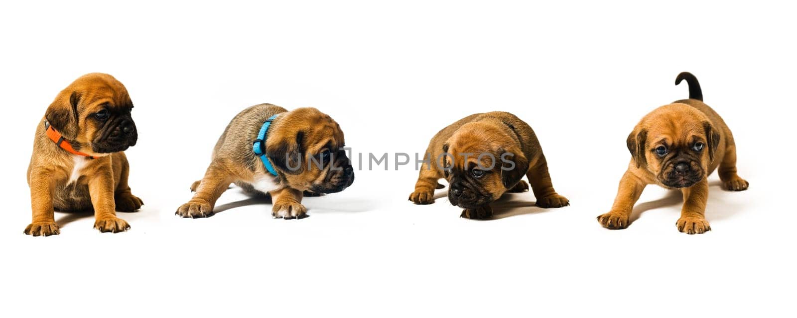 Puggle puppy at 3.5 weeks on white background
