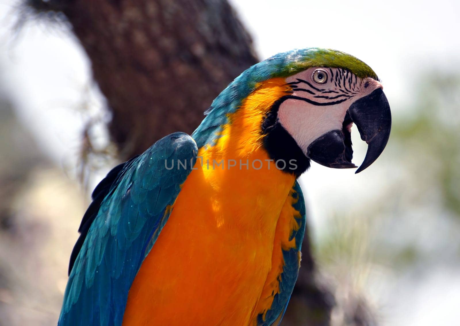 Colorful parrot.