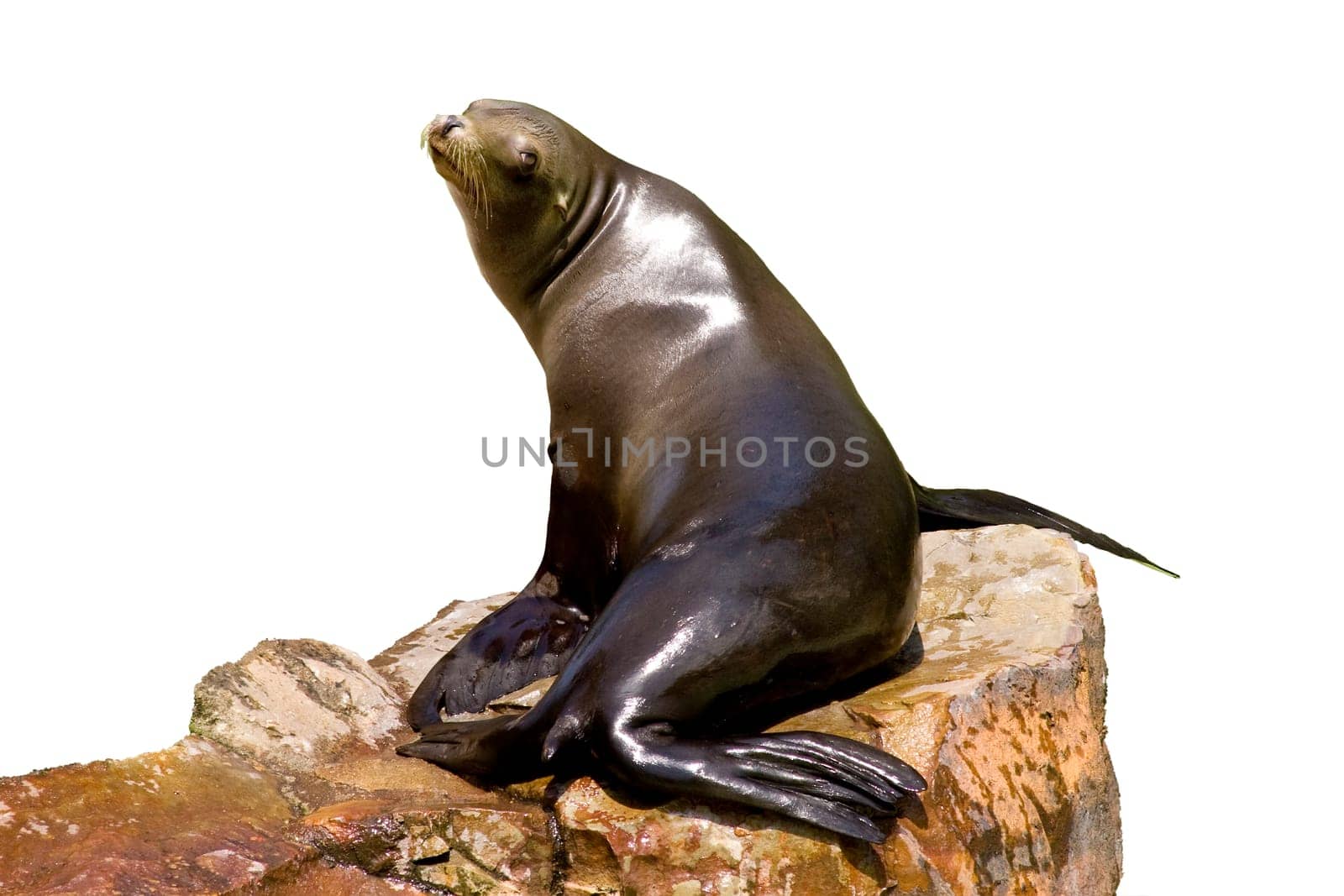 Seal wd327