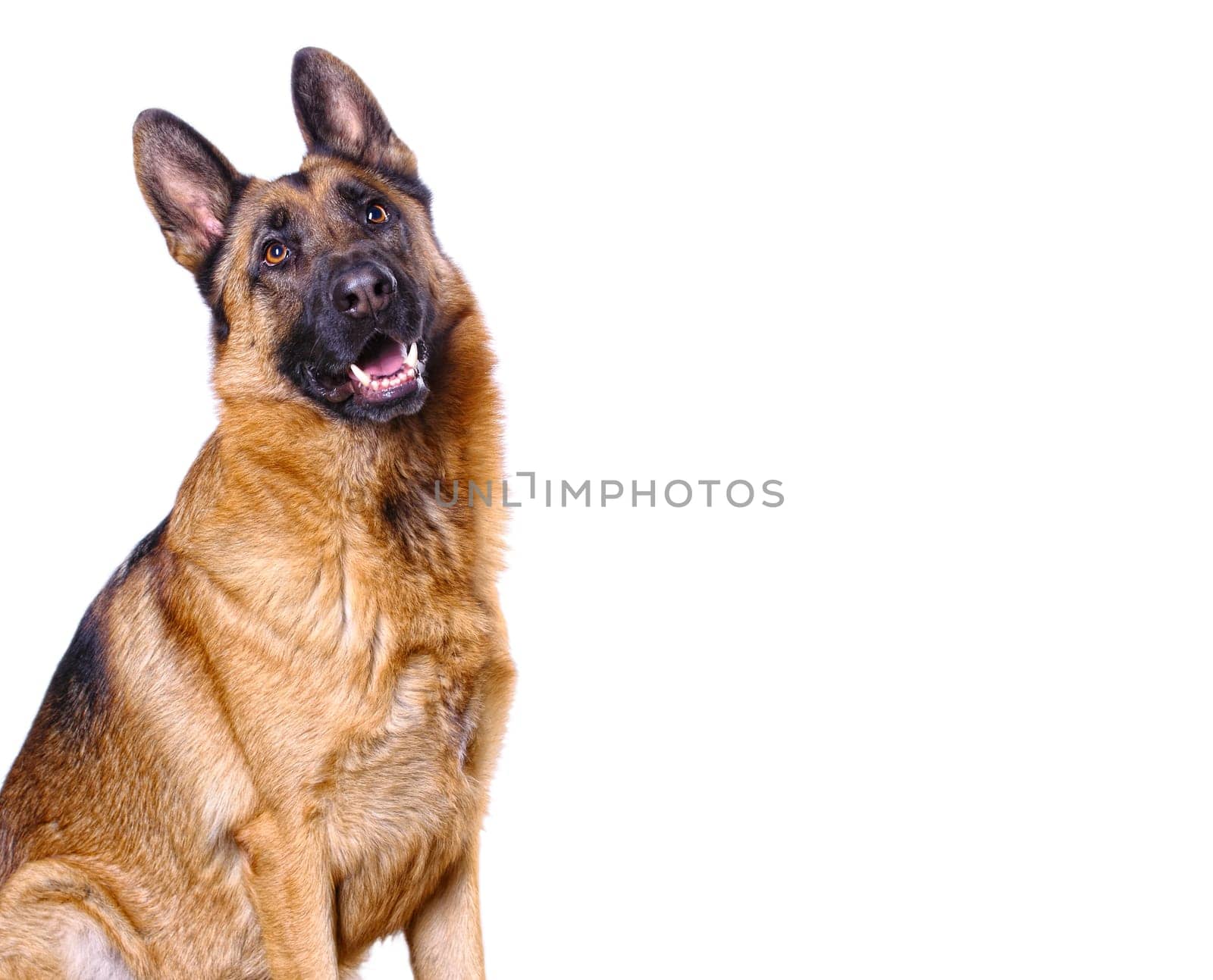 german shepard isolated on white
