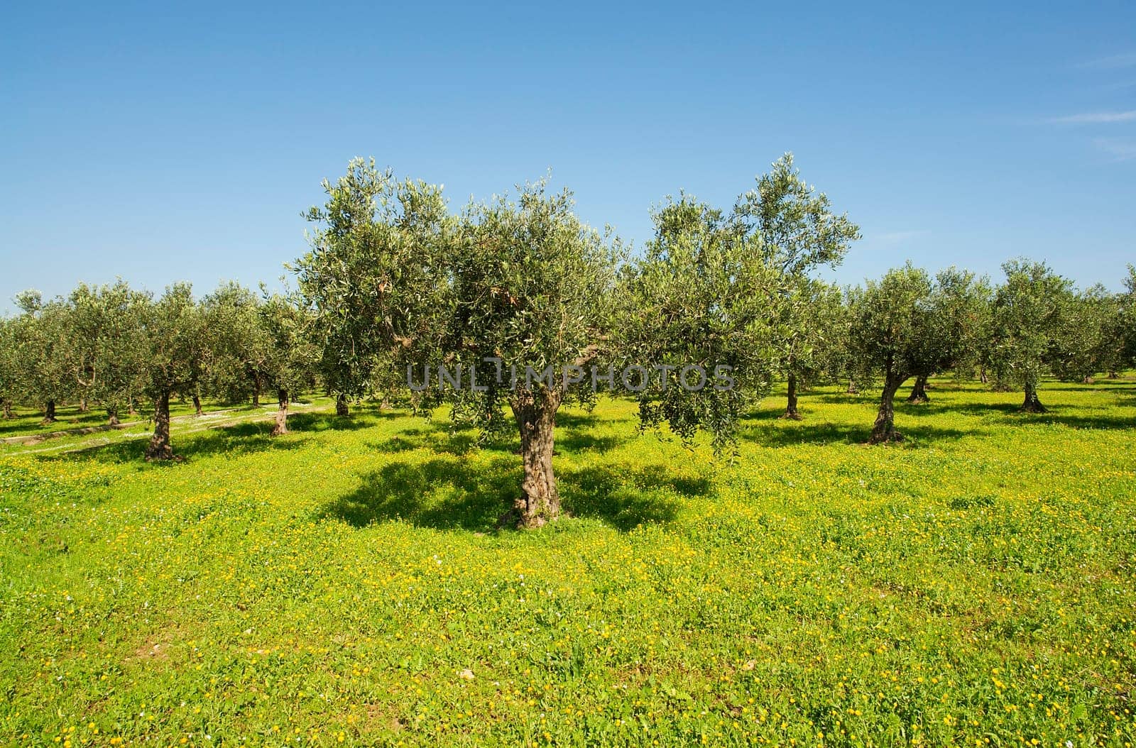 Olive grove in Sicily