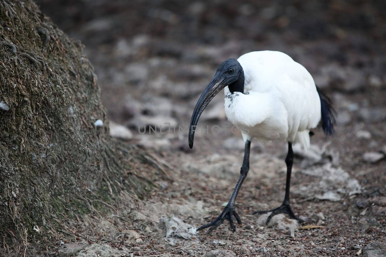 Ibis posing ( Moluccan ibis )