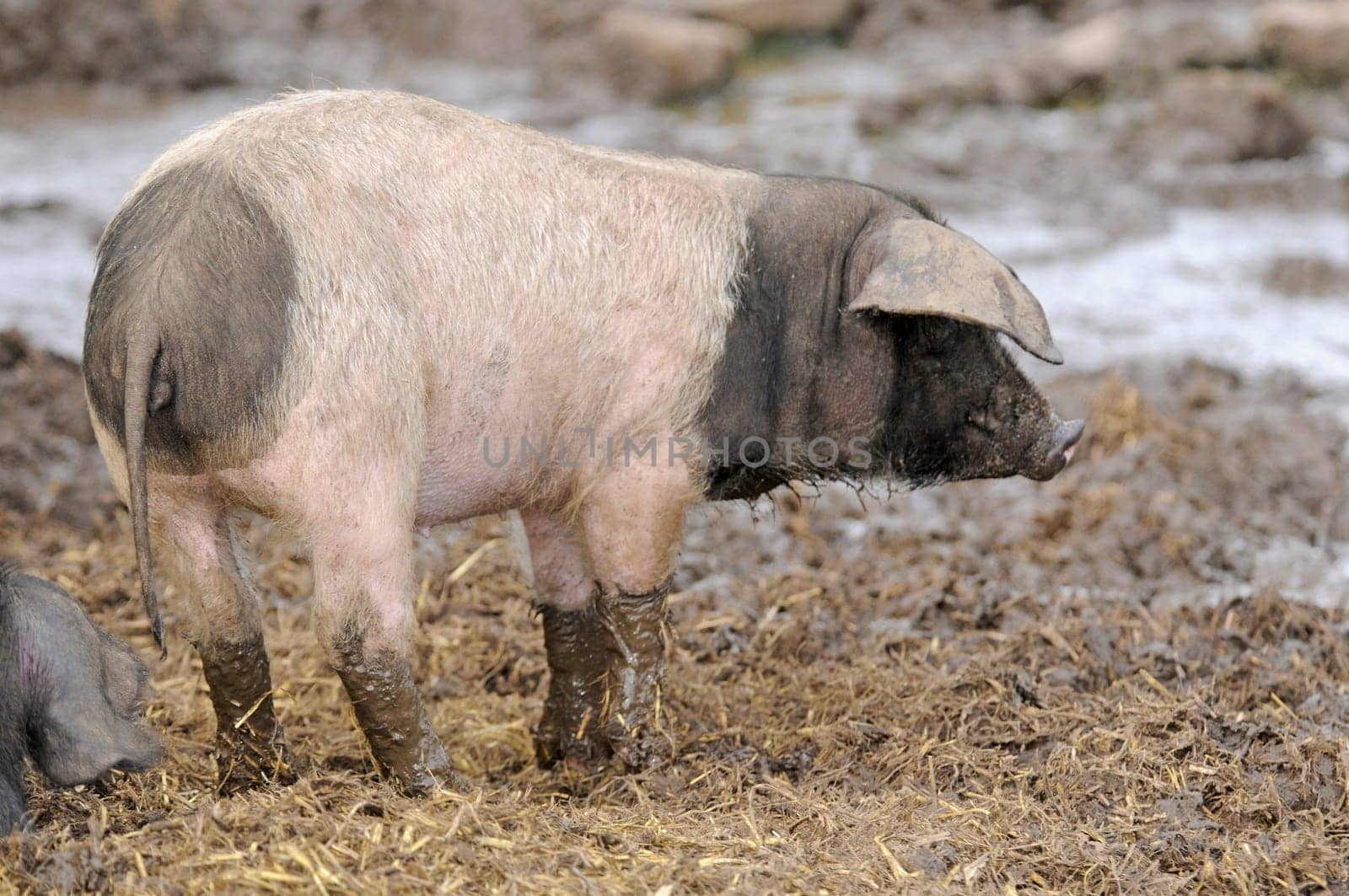 Piglet