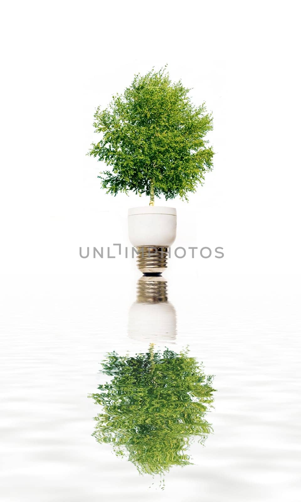 Green plant in light bulb