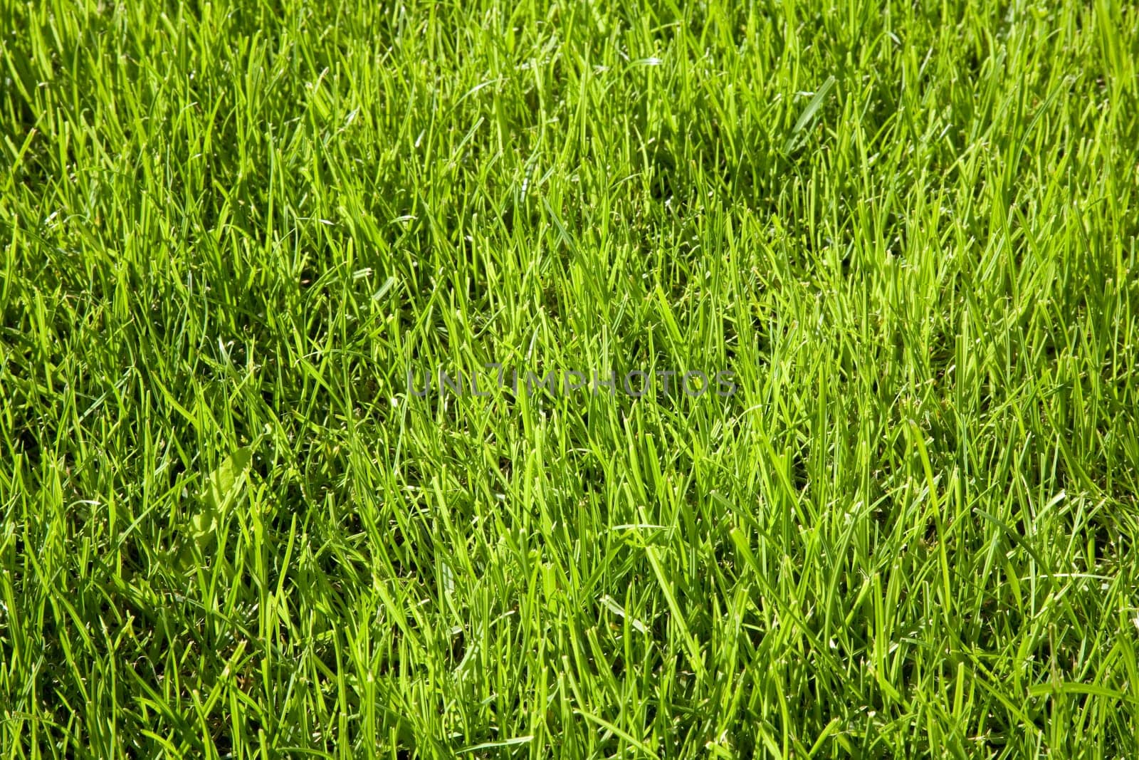 Lawn surface