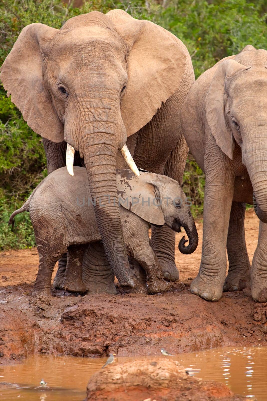 Maternal protection
