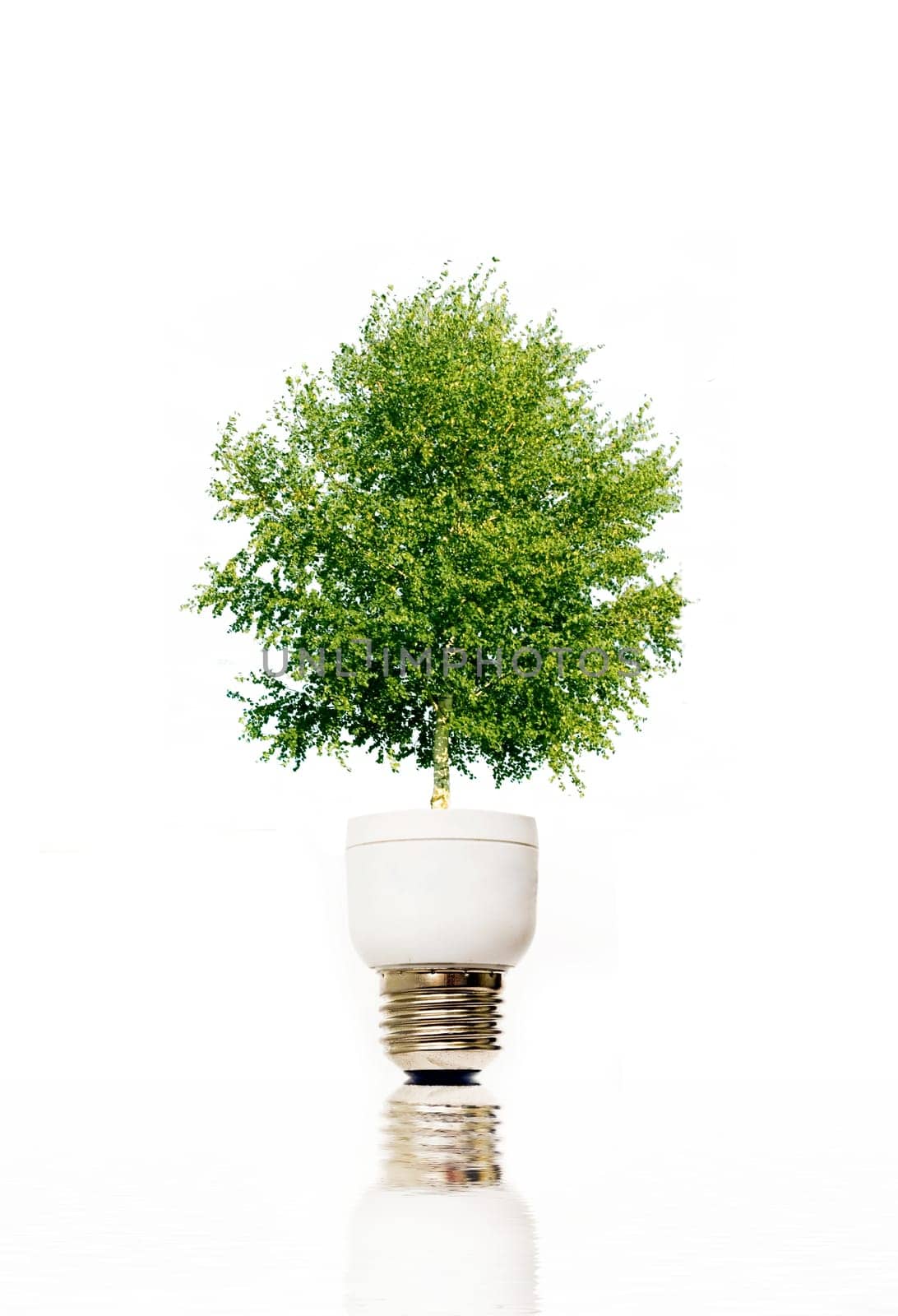 Green plant in light bulb
