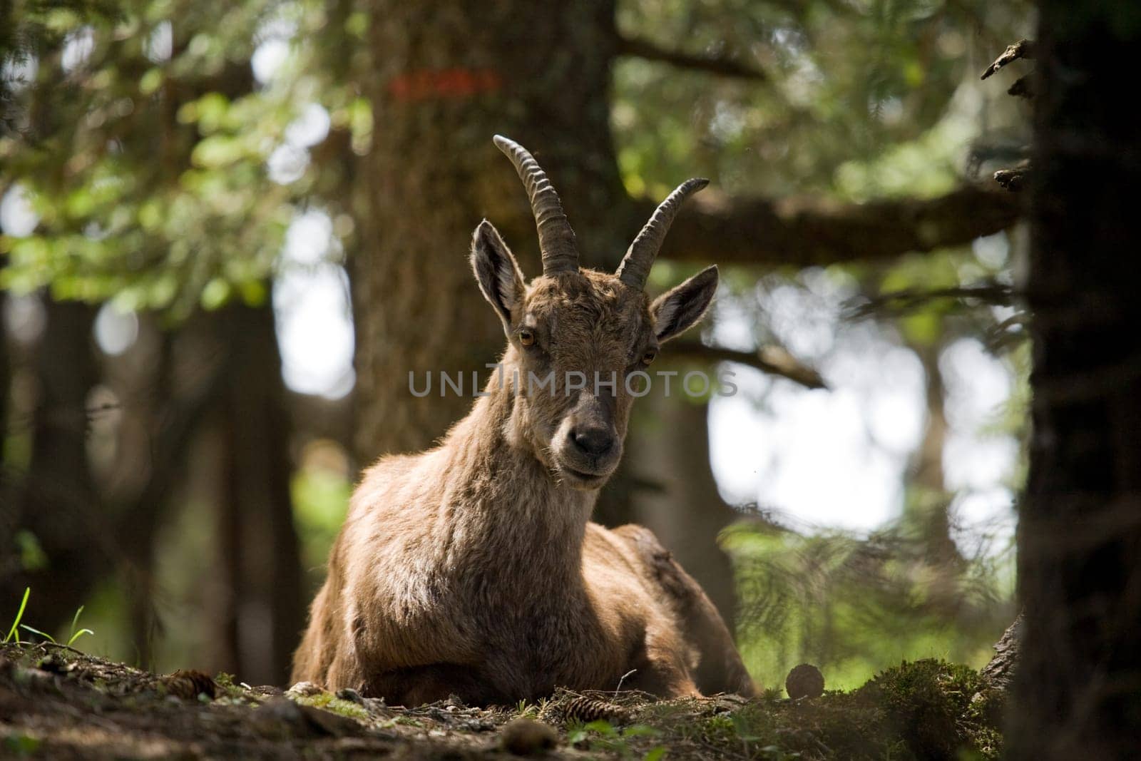 Ibex