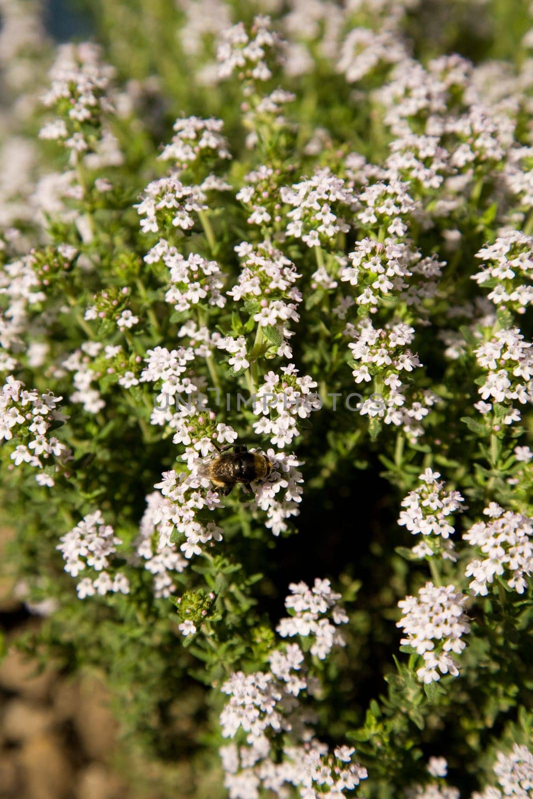 Thyme - thyme