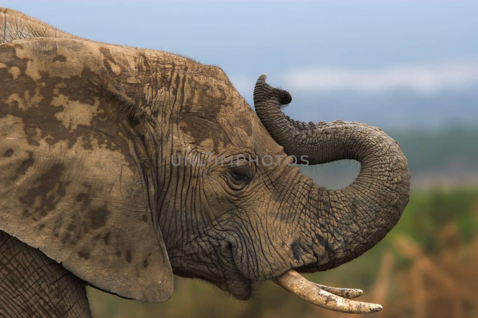 Trumpeting