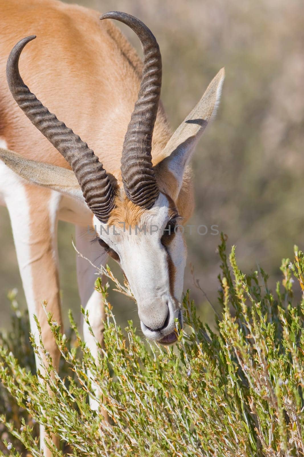 springbok feeding time