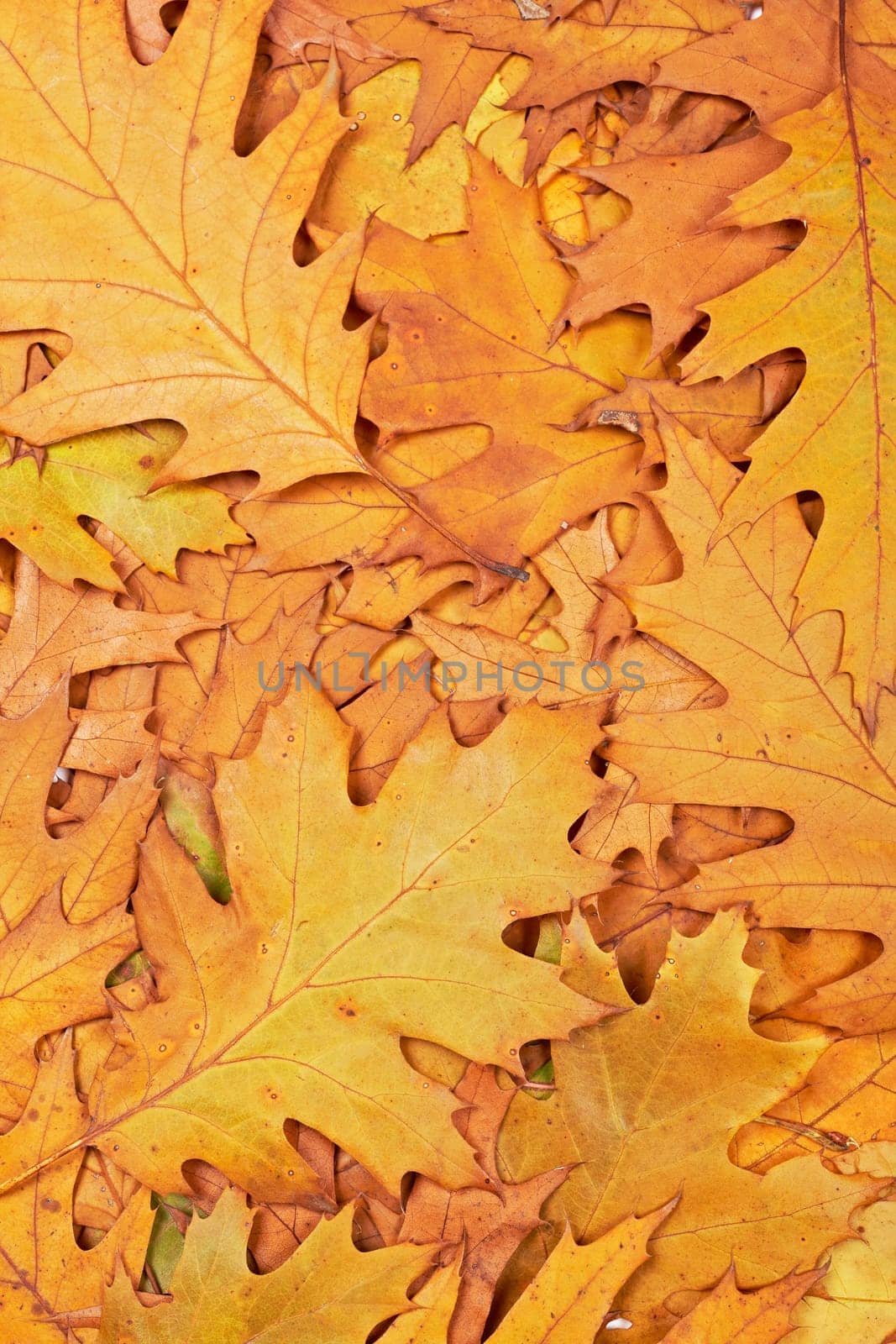 Colorful autumn background