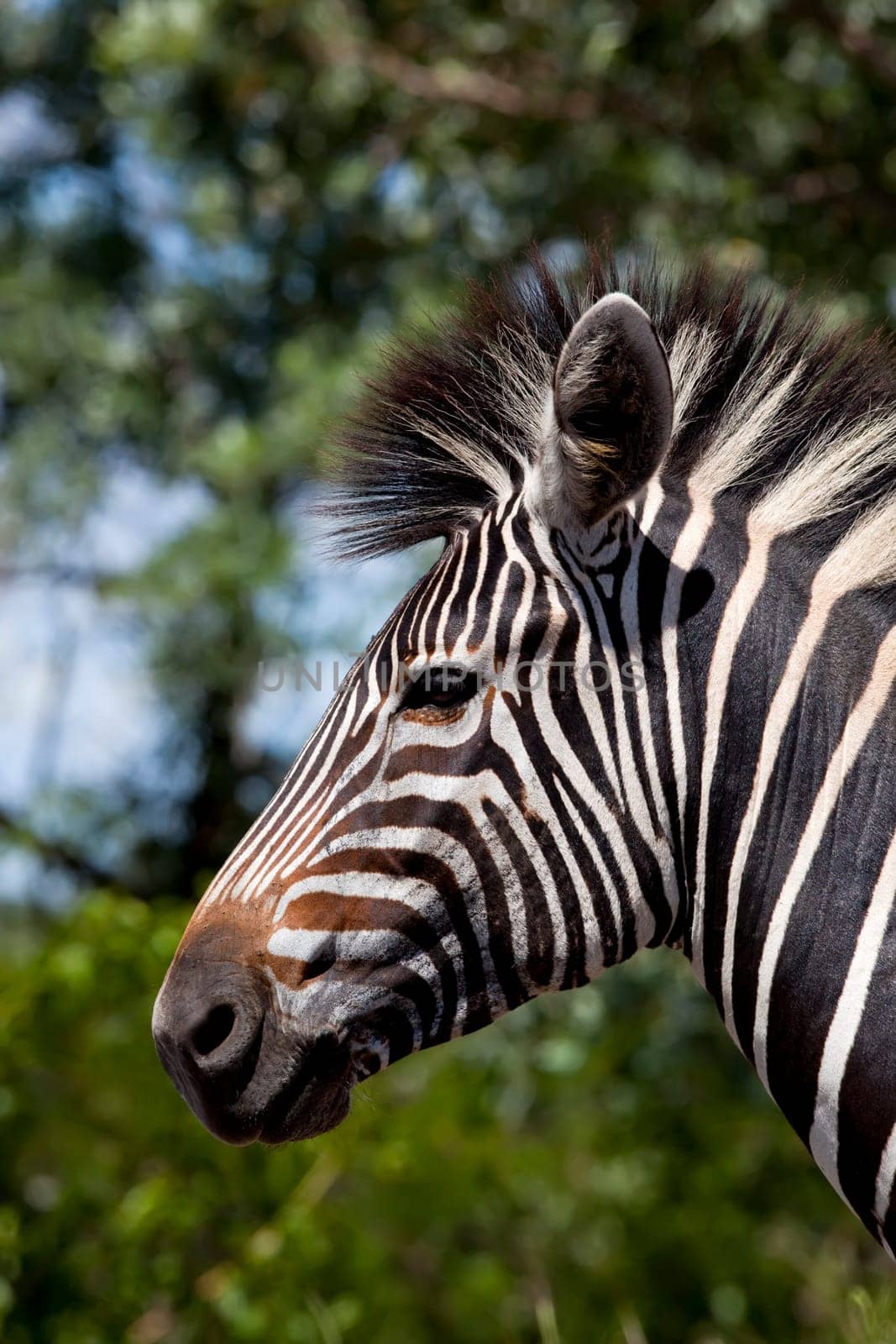 Zebra