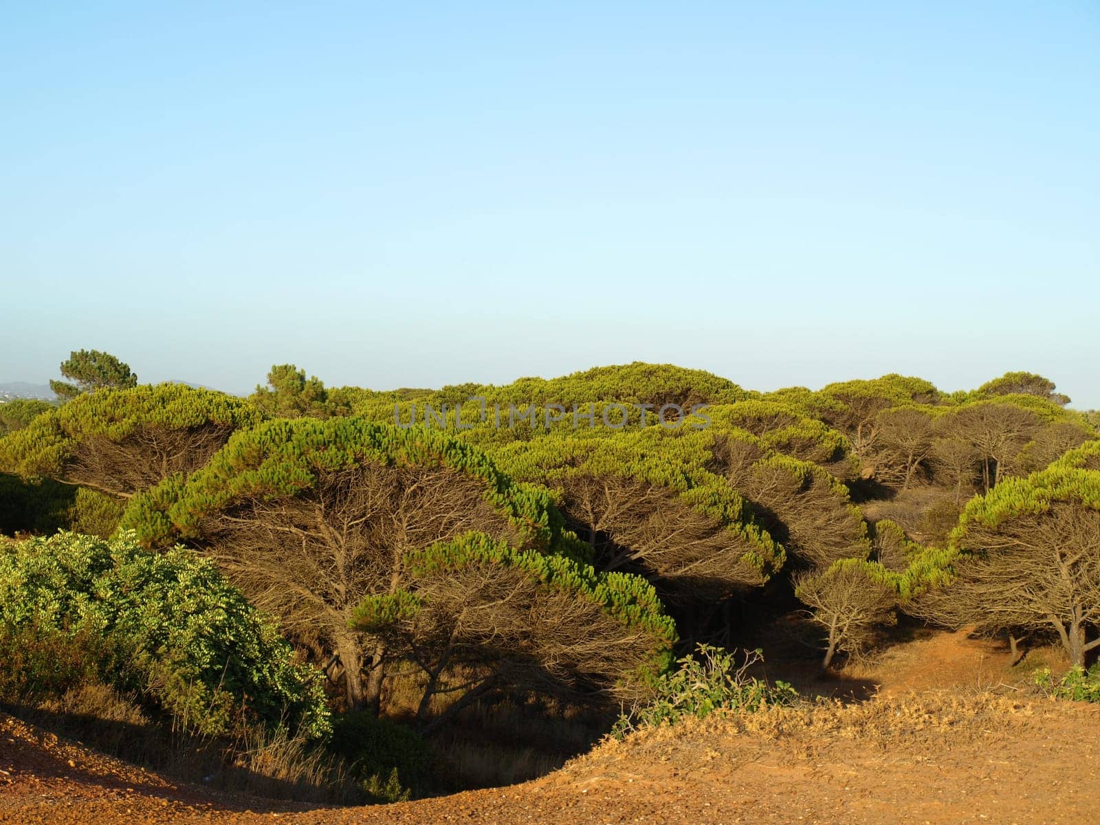 Pine forest in Portugal,Algarve