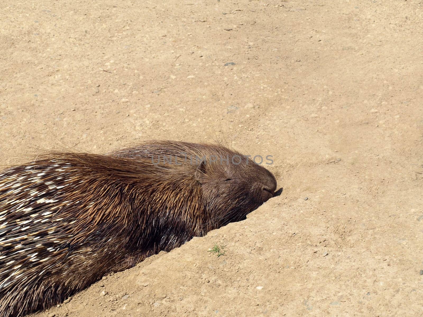 Sleeping White-tailed Porcupine