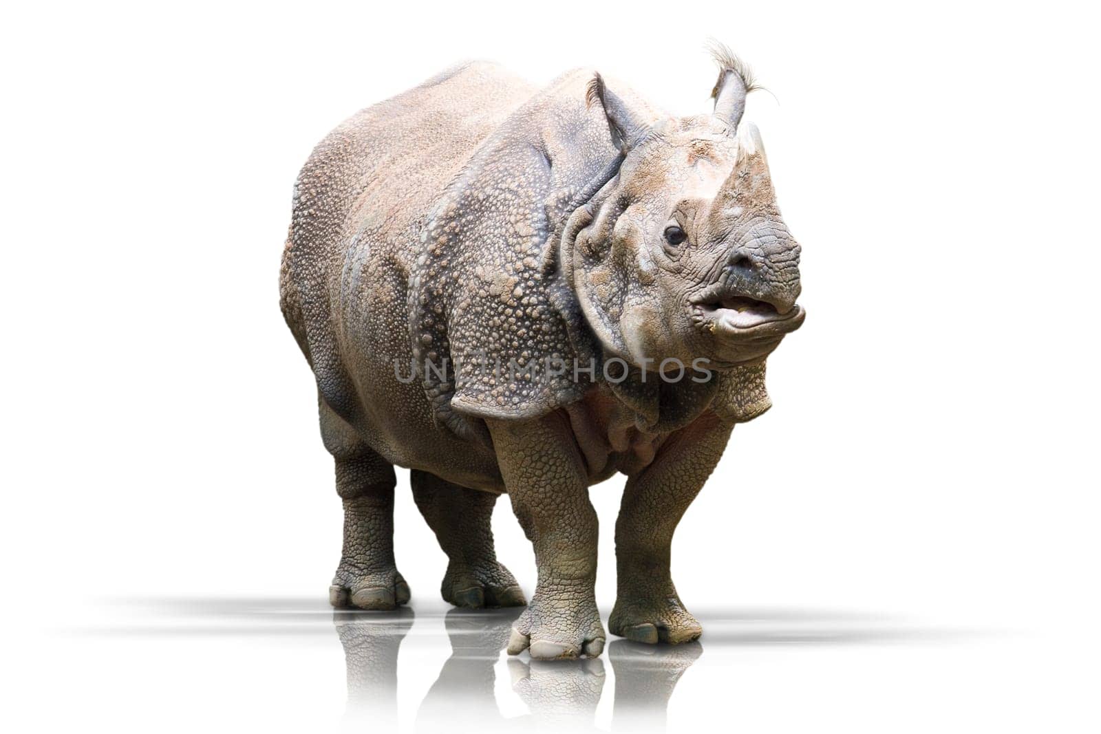 Rhinoceros wd347