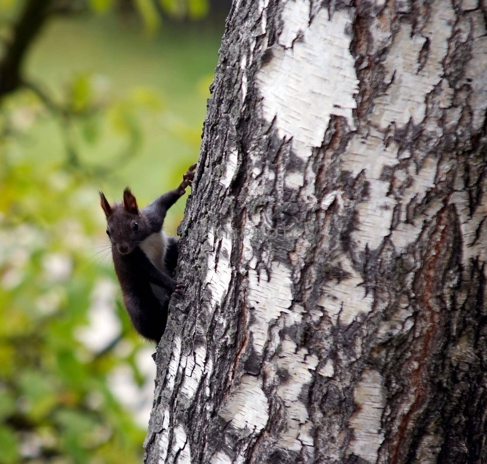boomer on the birch tree