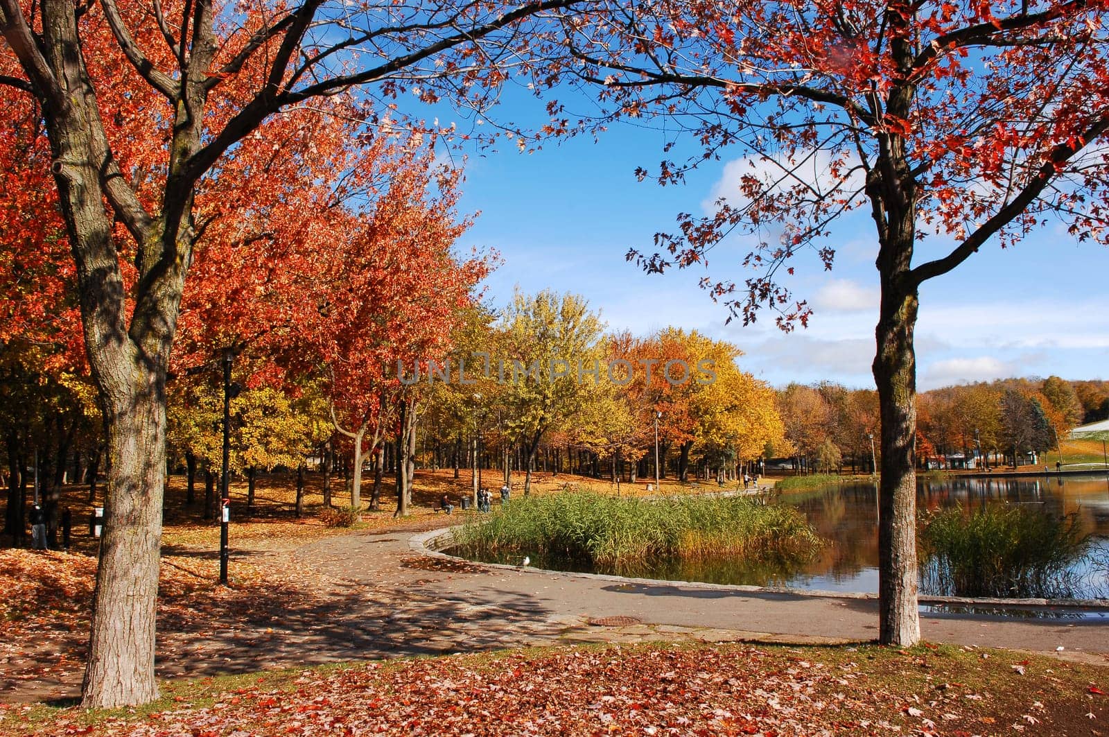 Beautiful fall park few.