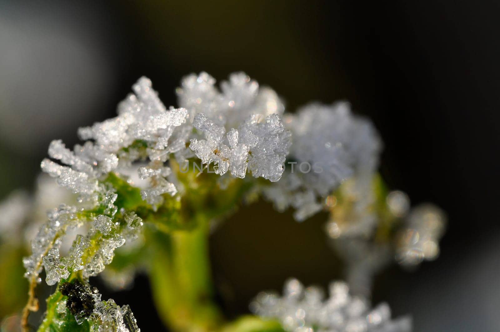 Ice Crystals