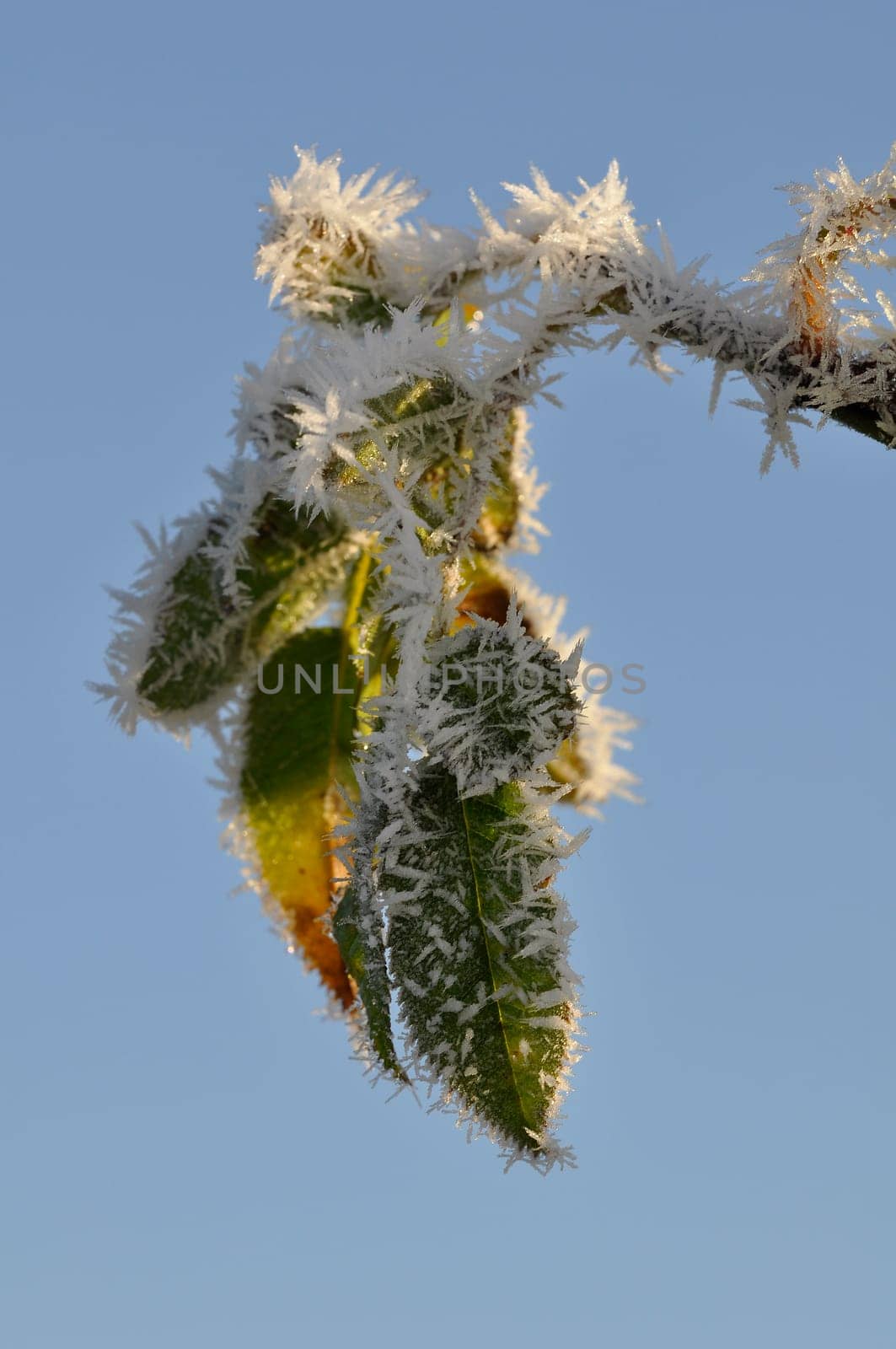 Ice crystals