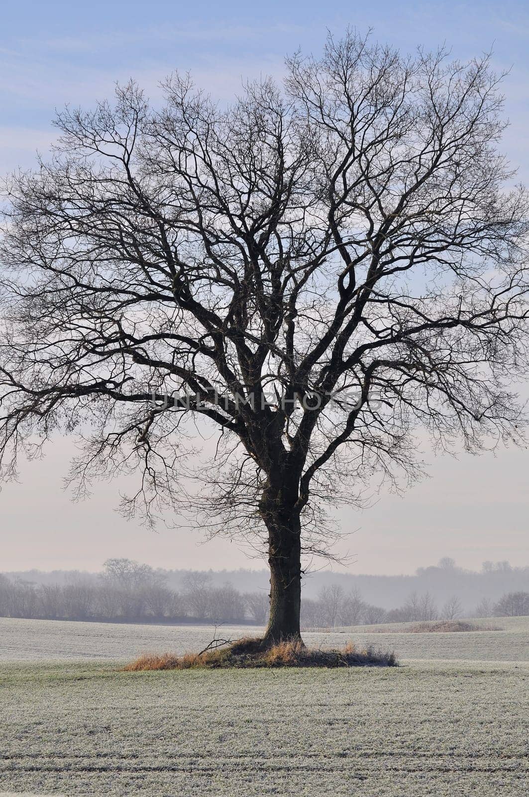 European beech in winter - Fagus-sylvatica