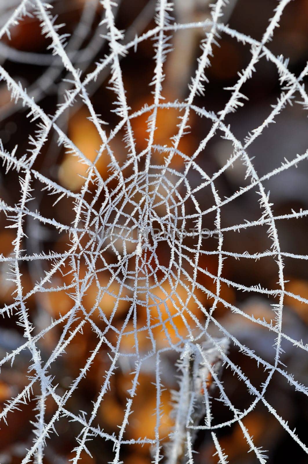 Spider web with hoarfrost