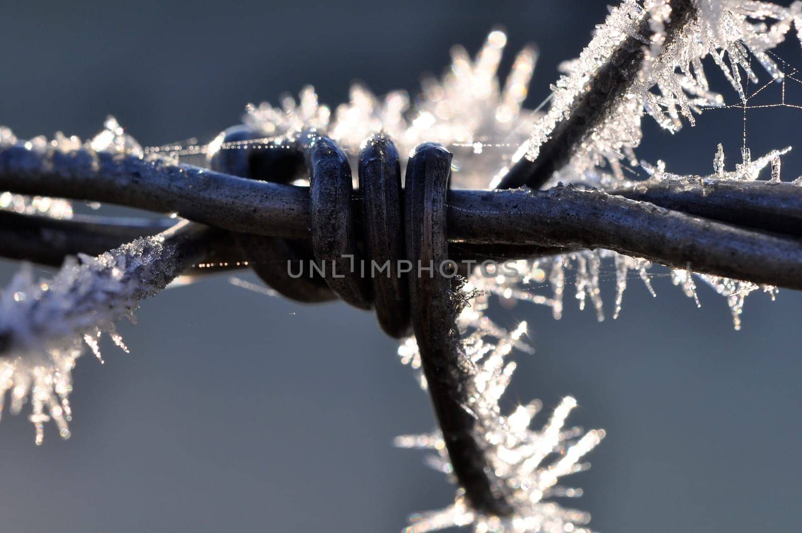 Barbed wire with hoarfrost