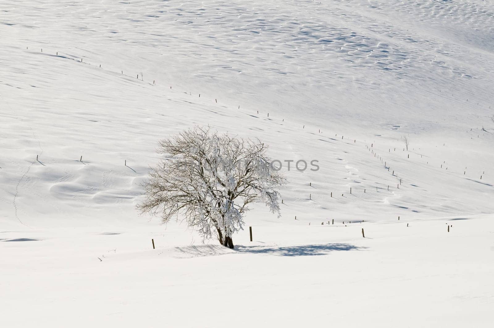 snow or (snow ski) or (snow sledge) or (snow people)