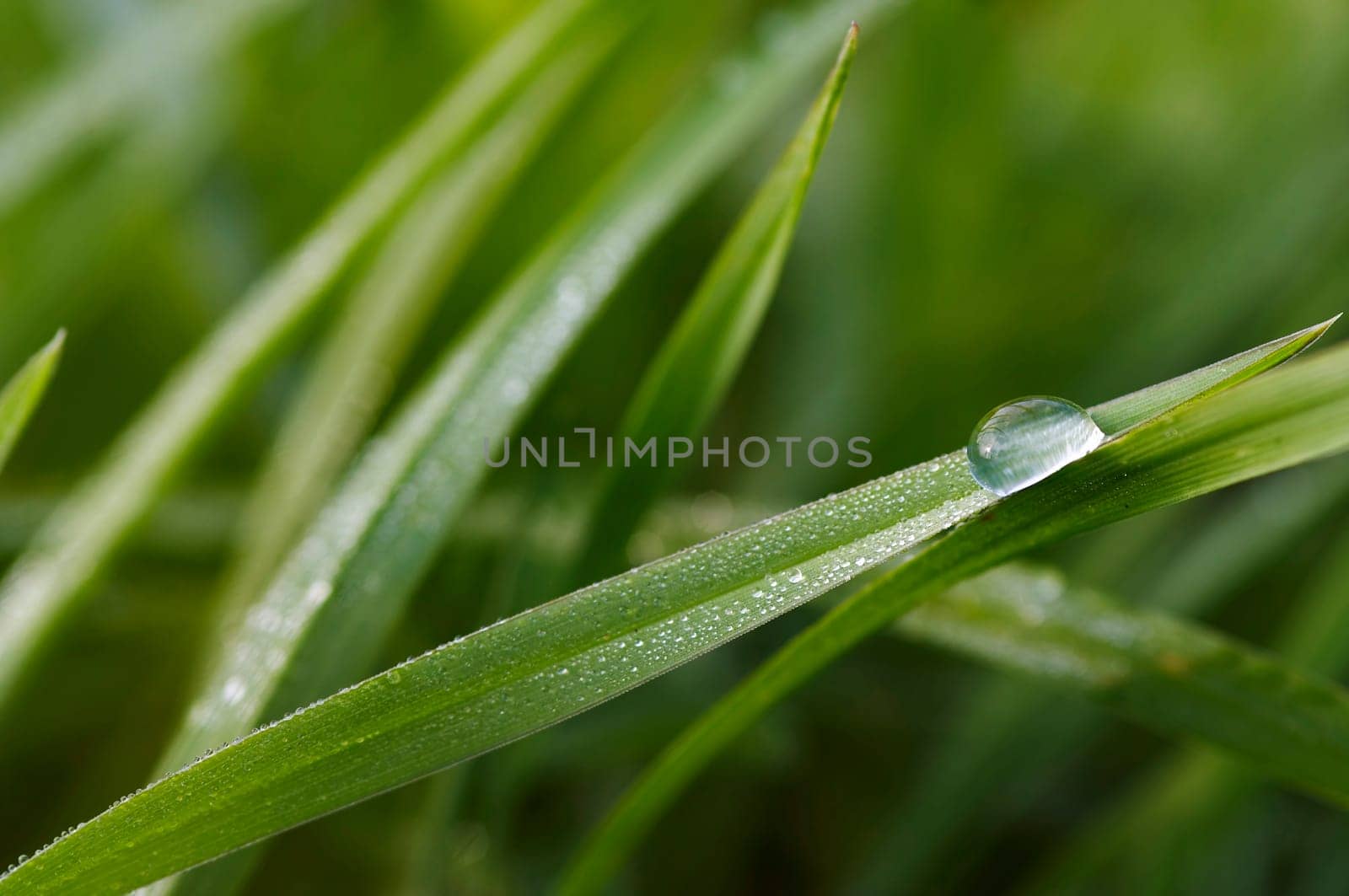 drops on the grass
