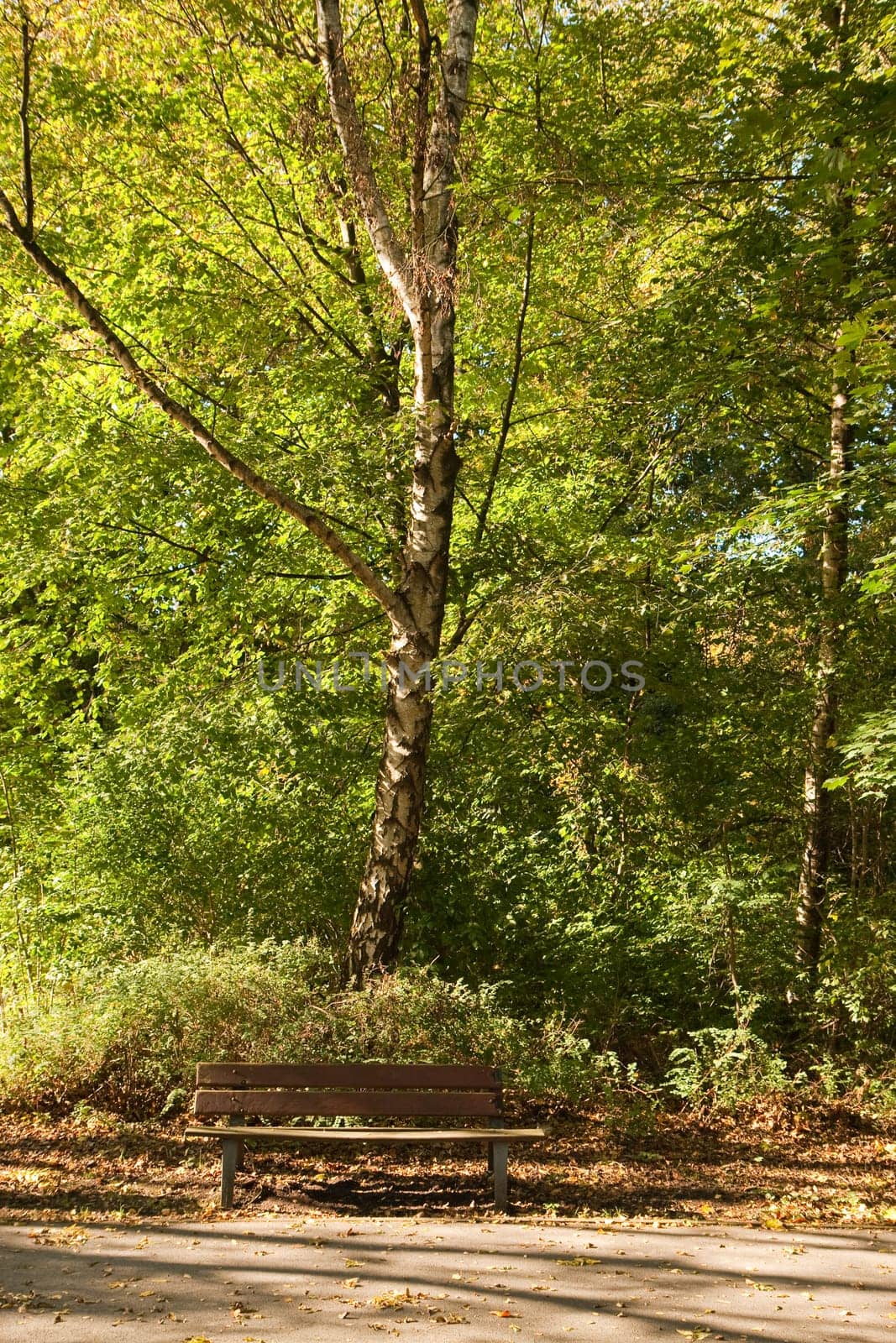 bench or (bank building without river without house without skyline)