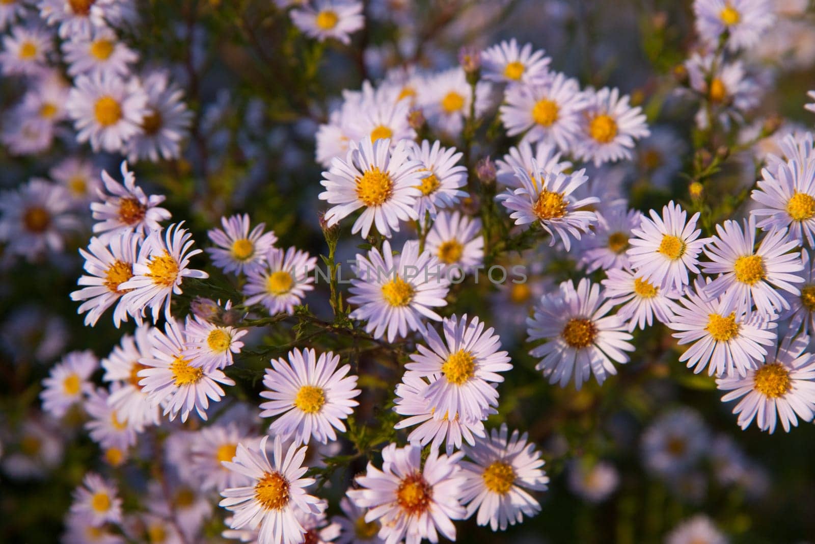 Aster