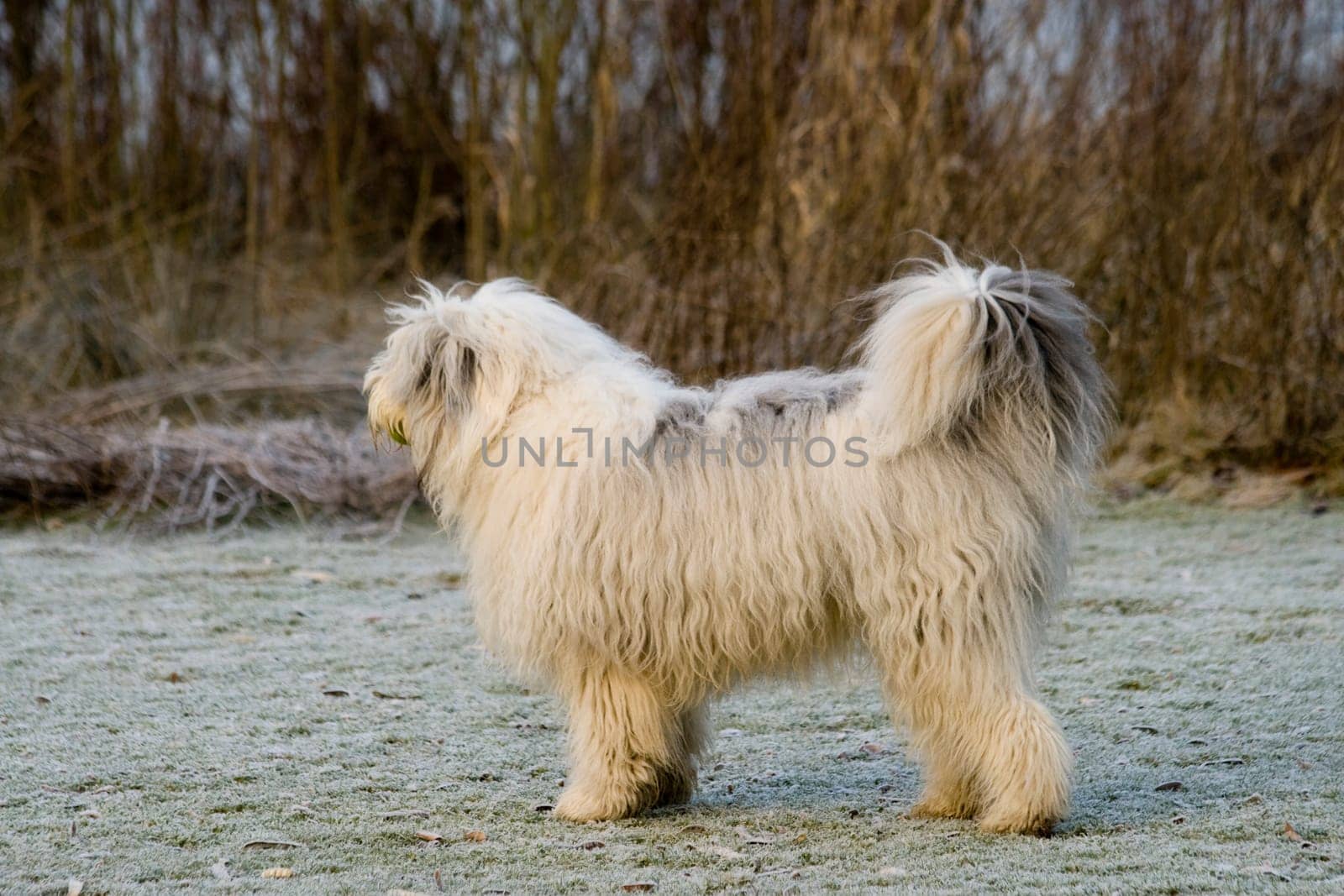 dog without hot