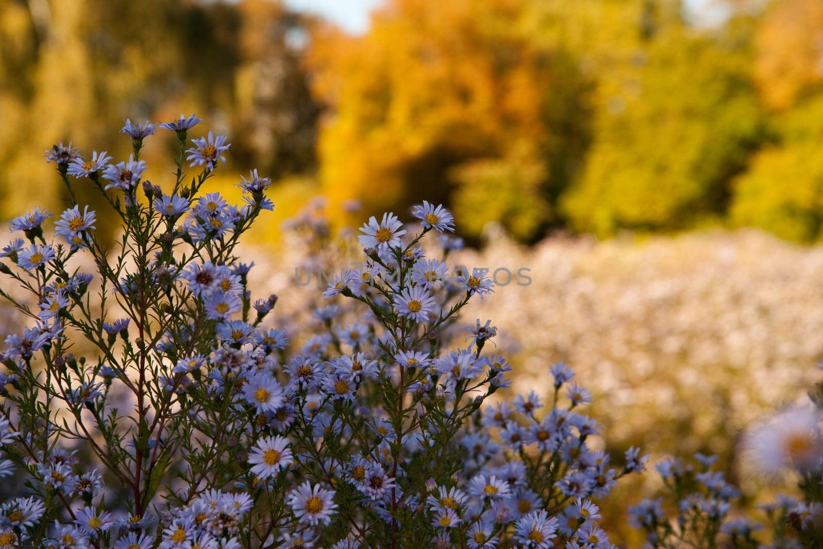 Aster