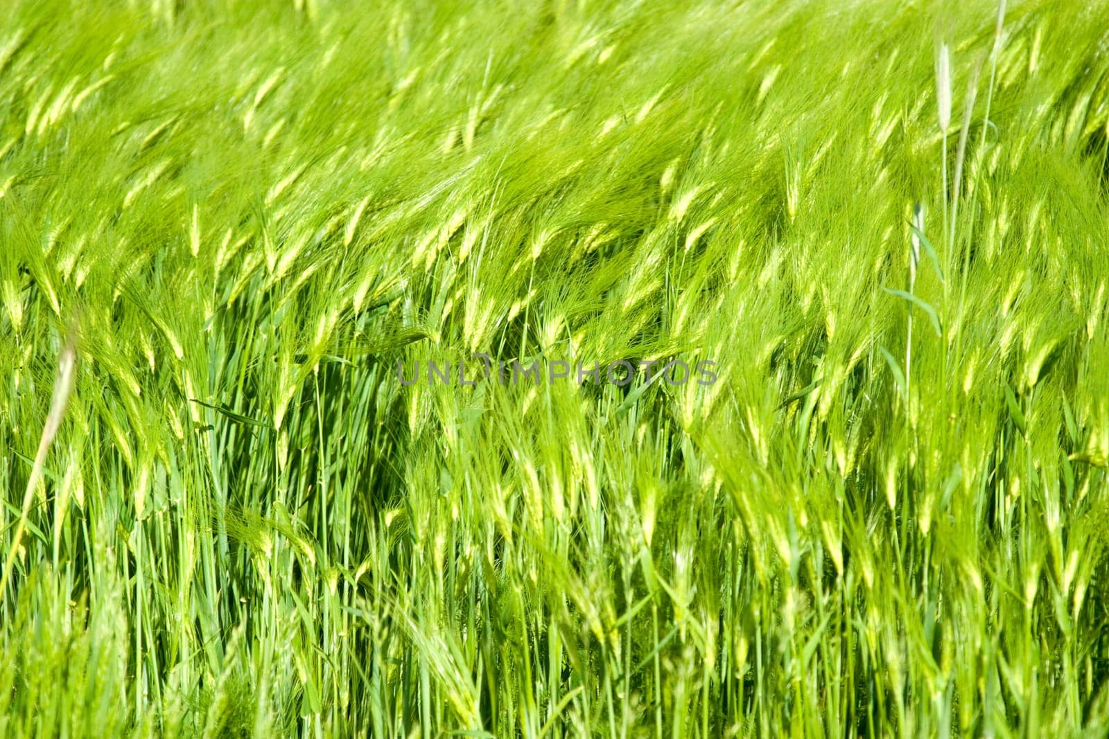 green plant