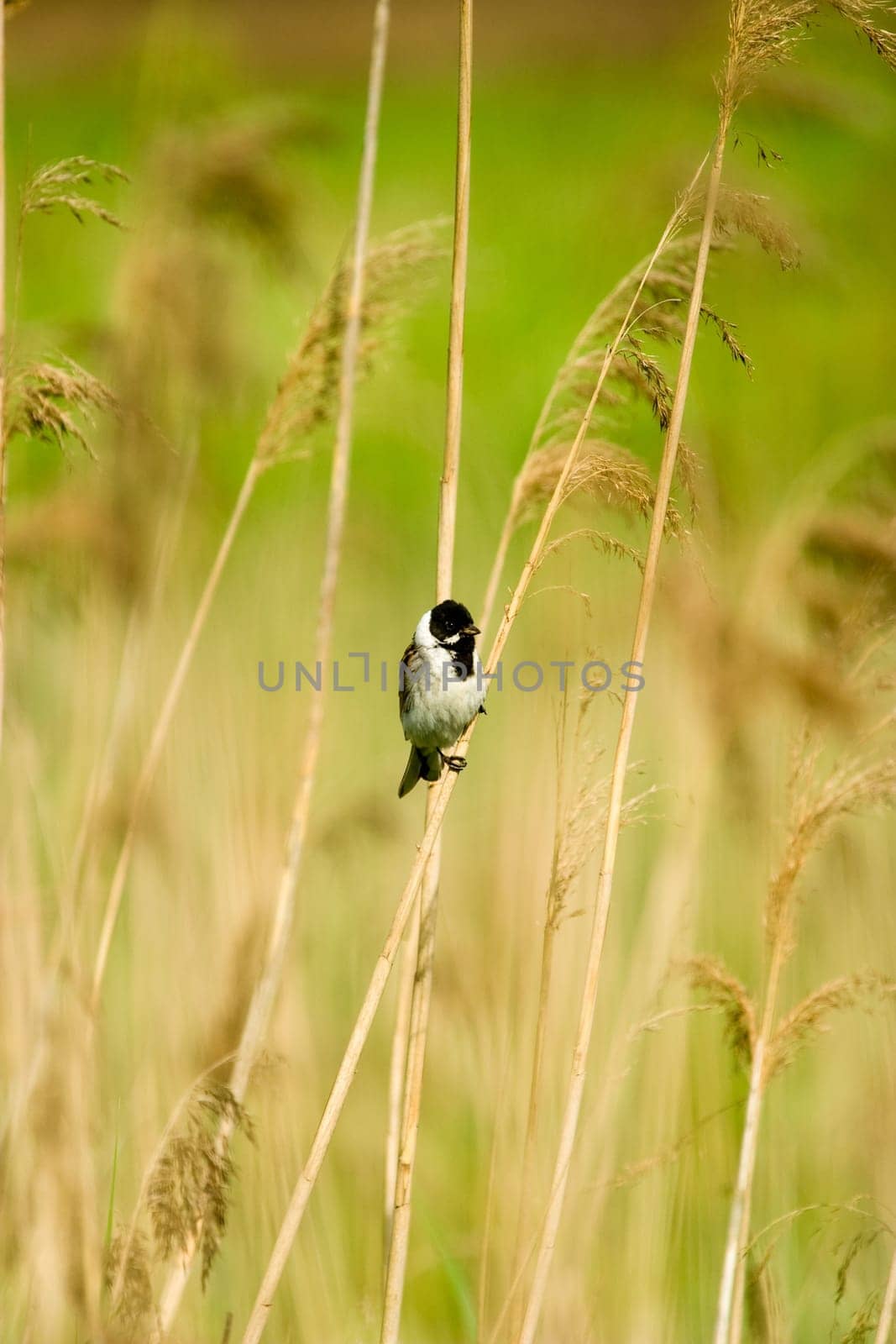 wild bird