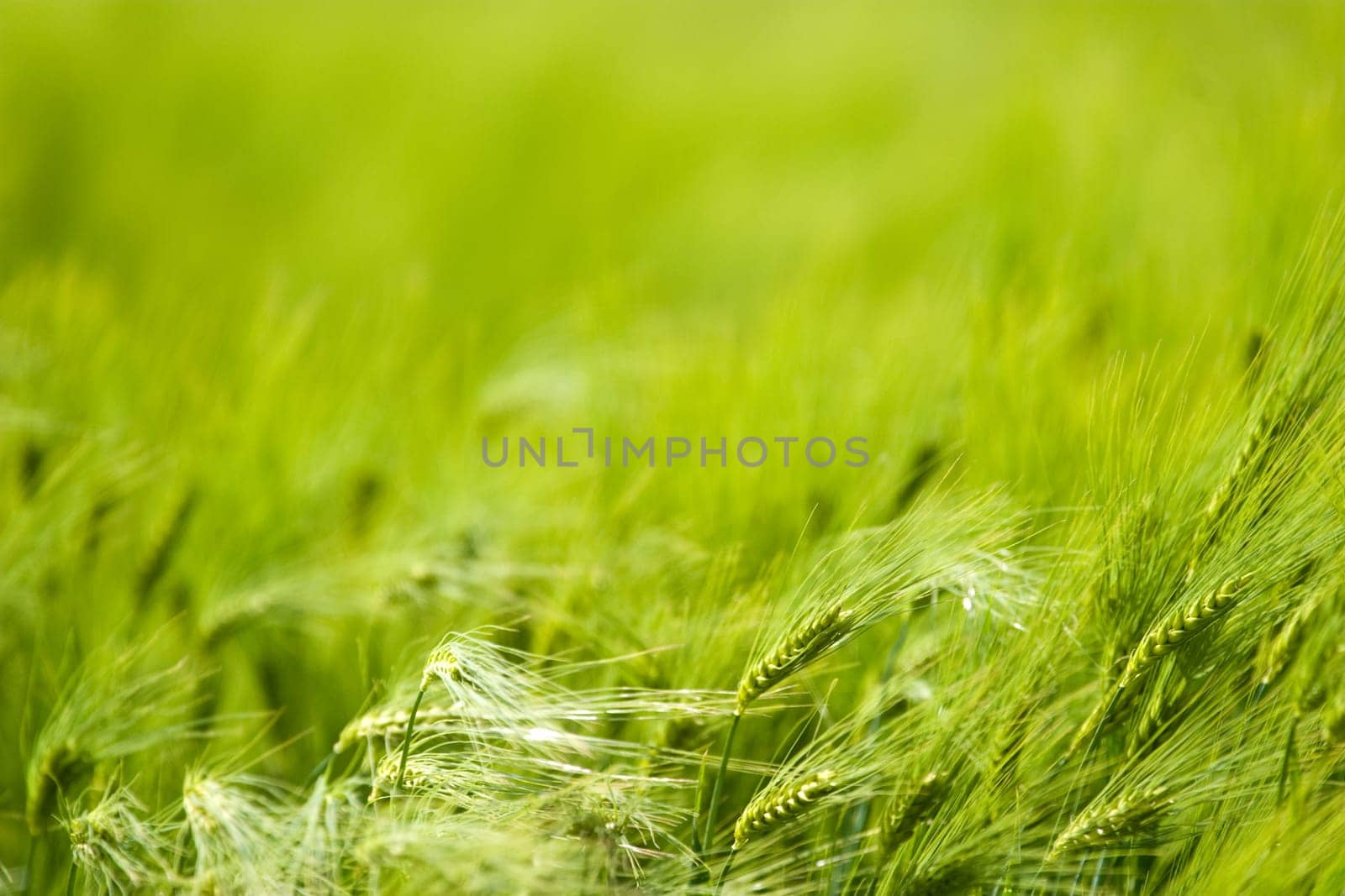 green plant