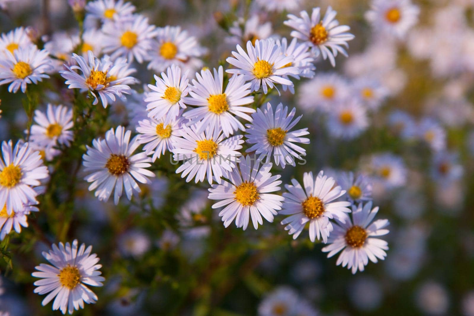 Aster