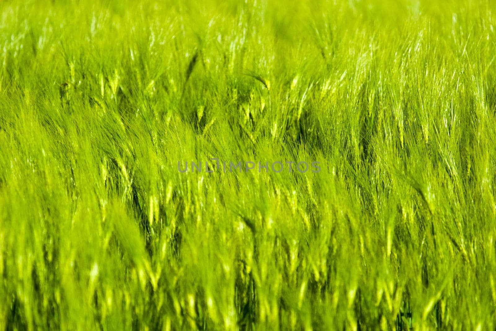 green plant