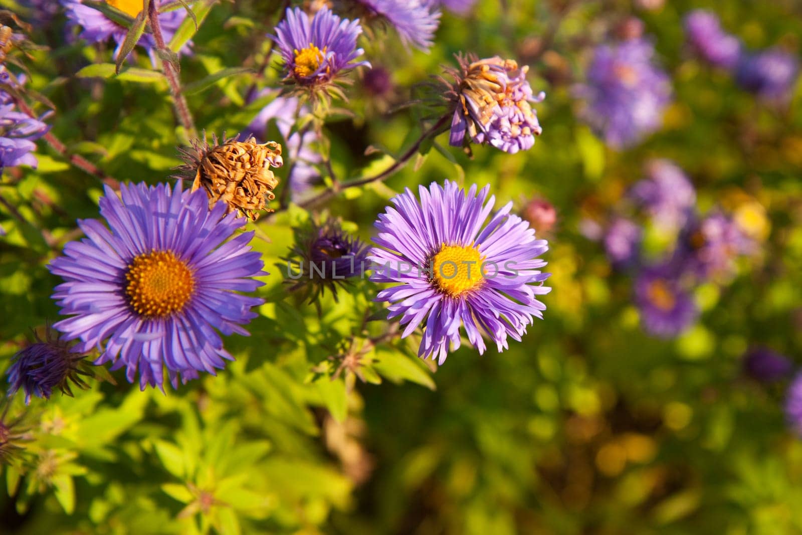 Aster