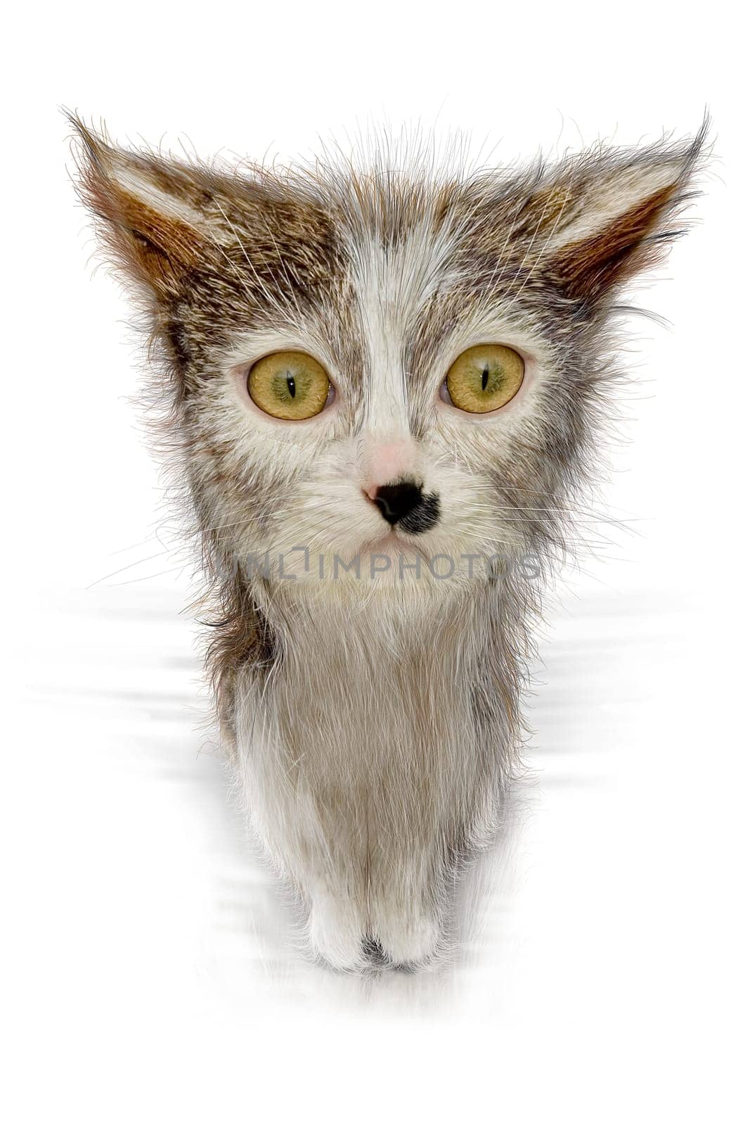 Cat Look wd21